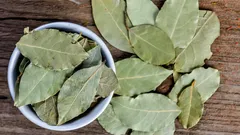 Warum legen Menschen ein Lorbeerblatt in den Topf einer Zimmerpflanze?